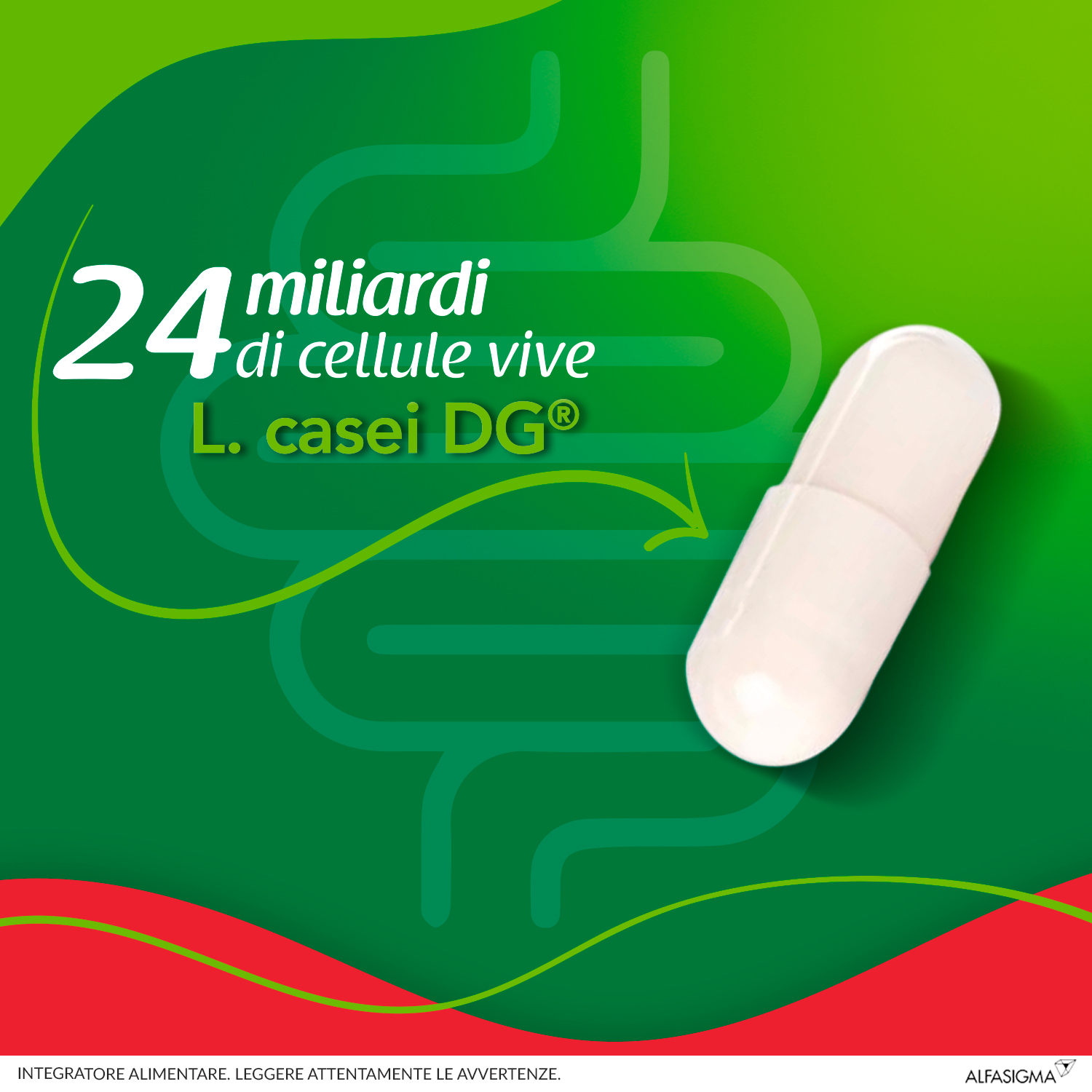 Enterolactis Plus Capsule, Integratore Alimentare con Fermenti lattici, probiotici L,Casei DG, 24 Miliardi Cellule Vive, Senza Glutine e Lattosio, 30 Capsule