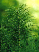 Herboplanet Tsa Equisetum Arvense Integratore 50 ml