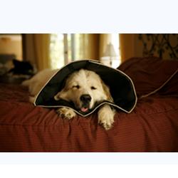 COMFY CONE COLLARE ELISABET L