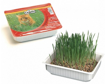 ERBA GATTO 24PZ
