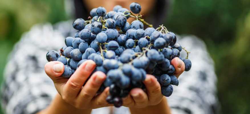 Resveratrolo, la molecola dell'uva che rallenta l'invecchiamento: cosa dice la scienza